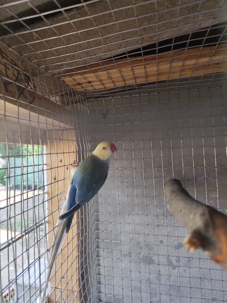 Ring necks CC e outros