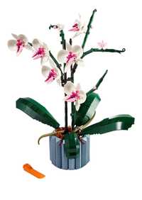 Orquídeas set exclusivo