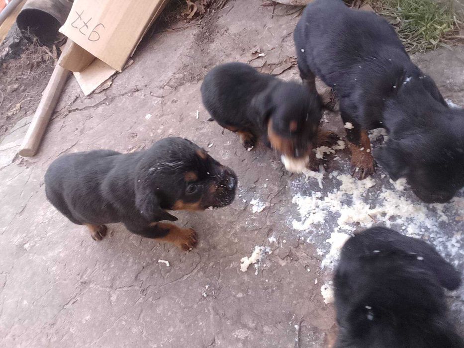 Цуценята безкоштовно, мама Ірландський сетер