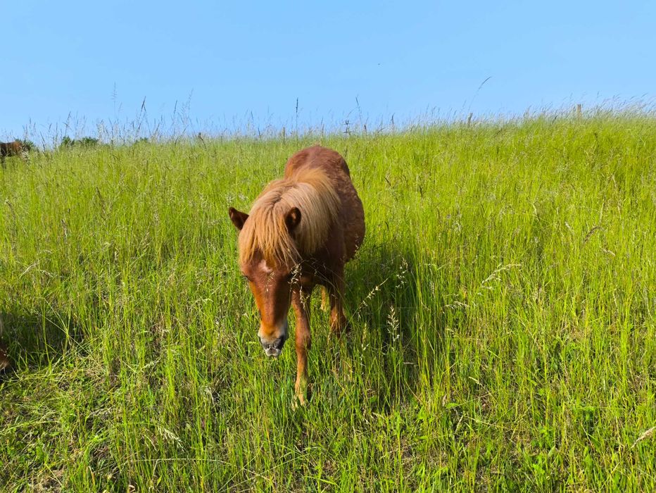 Kuc, ogierek, roczny