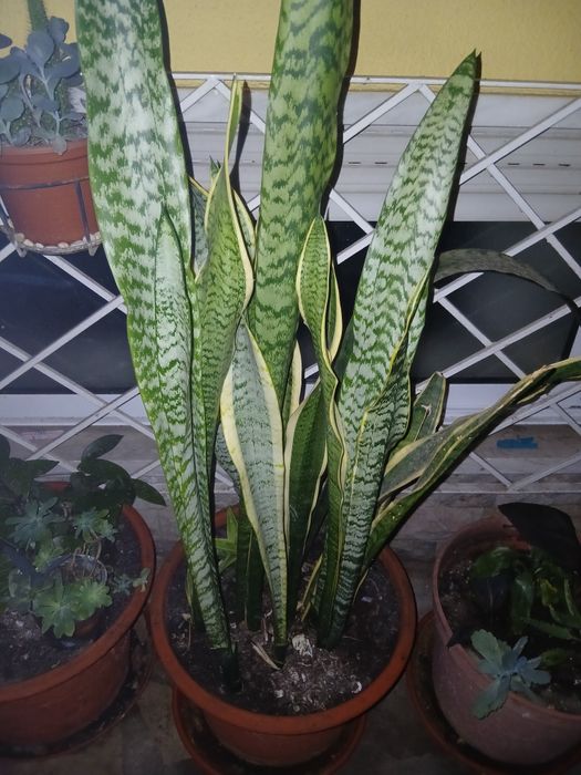 Vendo duas espécies da planta Espada de São Jorge