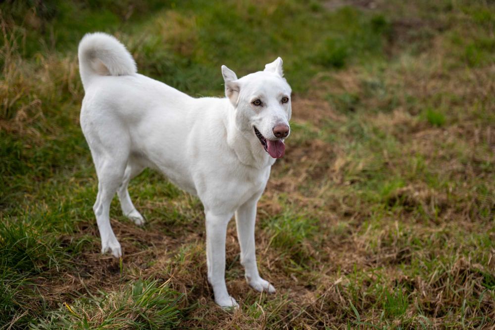 BIANCO - piękny, duży, domowy pies