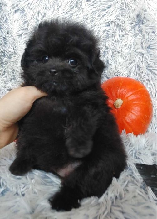 Містер Super пухнастик. Пом-а-пу преміального екстер'єру, добросердий