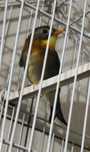 Aves de bom canto