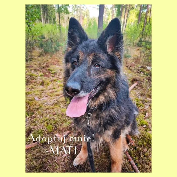 Mati - pies w typie owczarka niemieckiego do adopcji