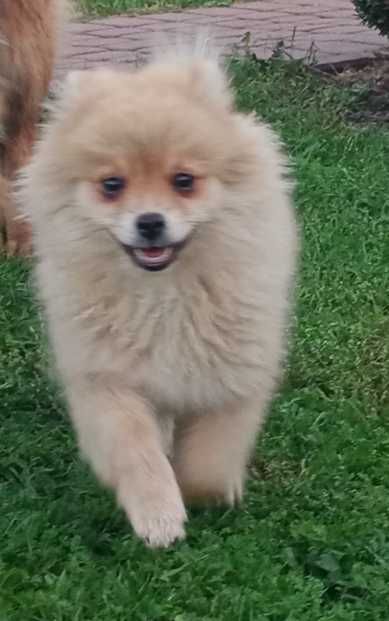 Szpic Miniaturowy szczeniak Pomeranian z rodowodem