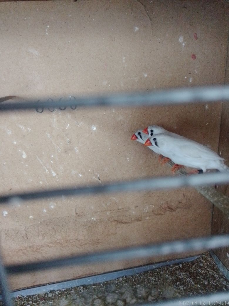 Mandarins para vender