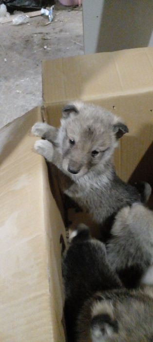 Западно сибірські лайки чекають на свого господаря