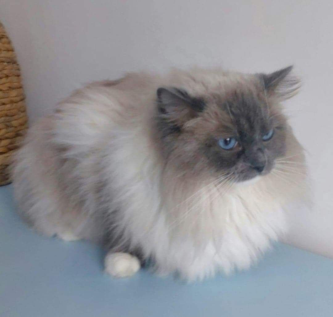 Oferta krycia NATIONAL CHAMPION ragdoll reproduktor blue mitted