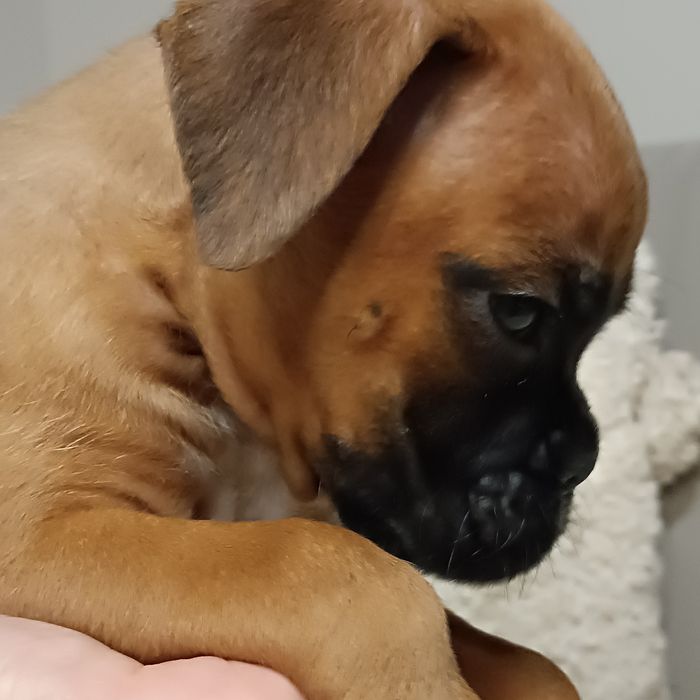 Bokser suczka szczeniak