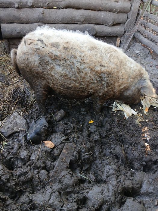 Продам порісну  свиноматку