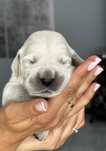Golden Retriever piesek FCI zkwp