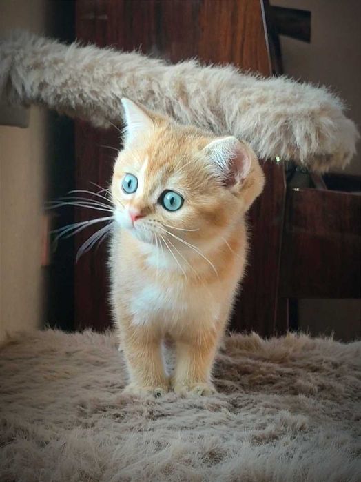 Золота шиншила. Британська кішка