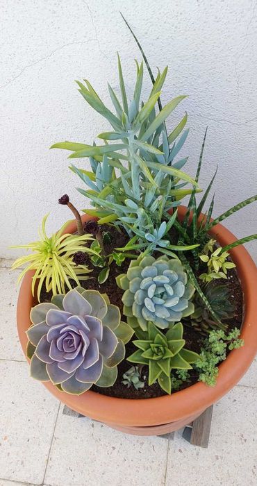 Diferentes tipos de suculentas