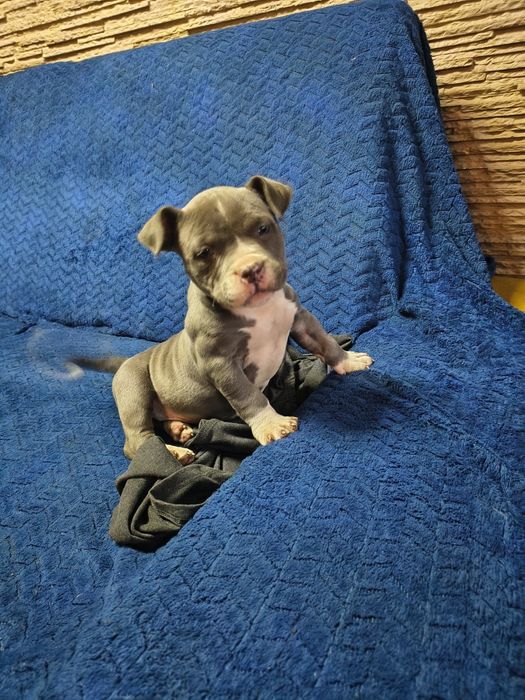 American bully pocket