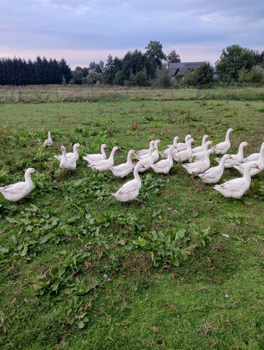 Gęsi,indyki  ekologiczne mięso tuszki