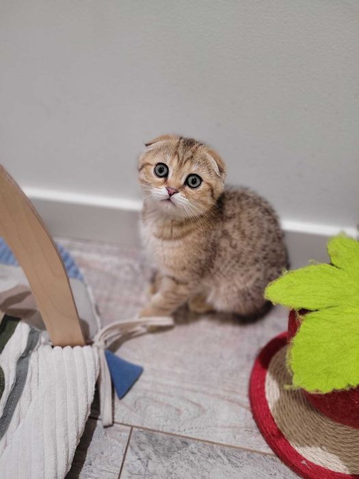 Kot Szkocki Fold - kocur cętkowany, rodowód, hodowla kotów szkockich