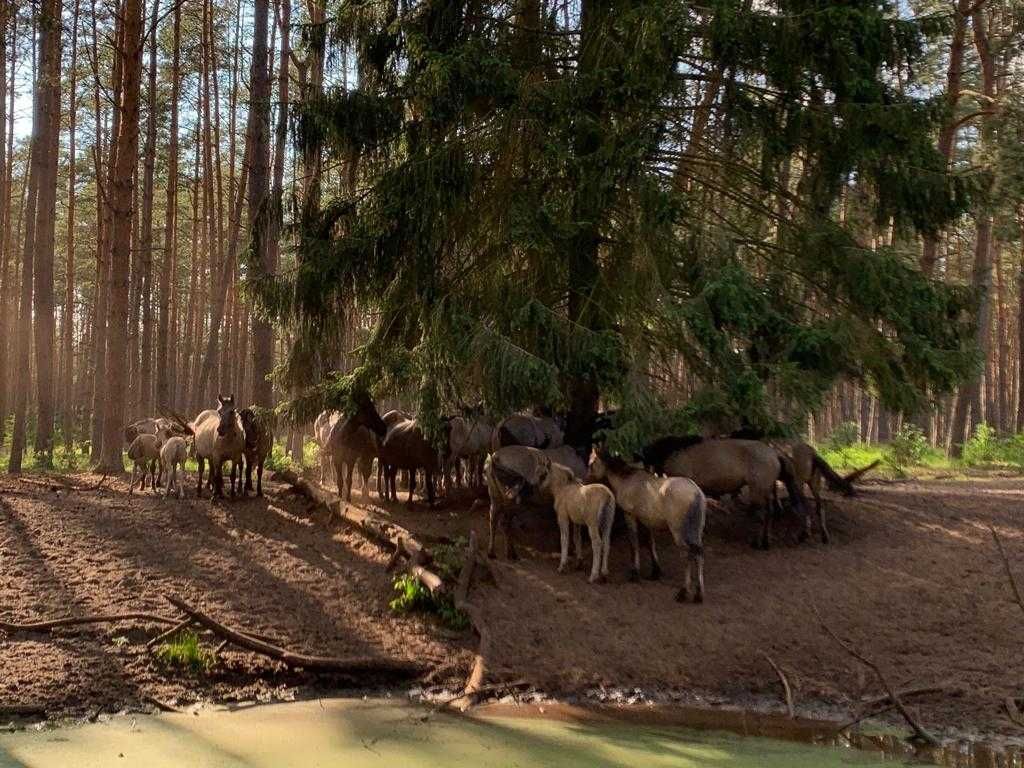 Konik polski; odsadki klaczki