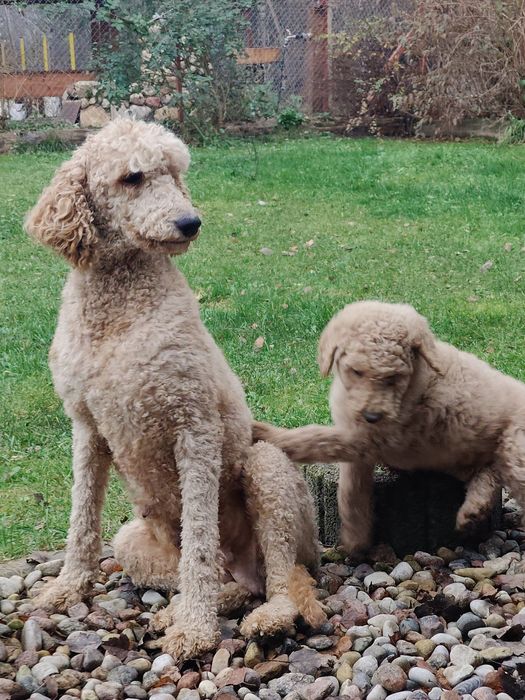 Pudel duży królewski sunia