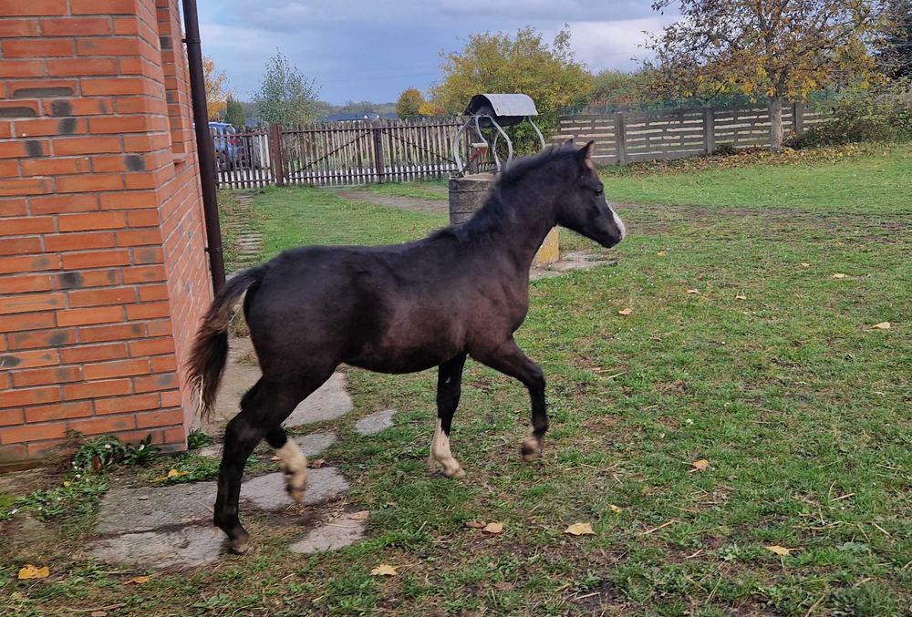Ogierek kuc walijski PL PLUTON