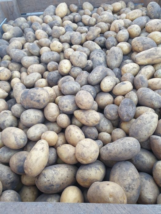 Sorzedam Ziemniaki Vega i Red Sonia