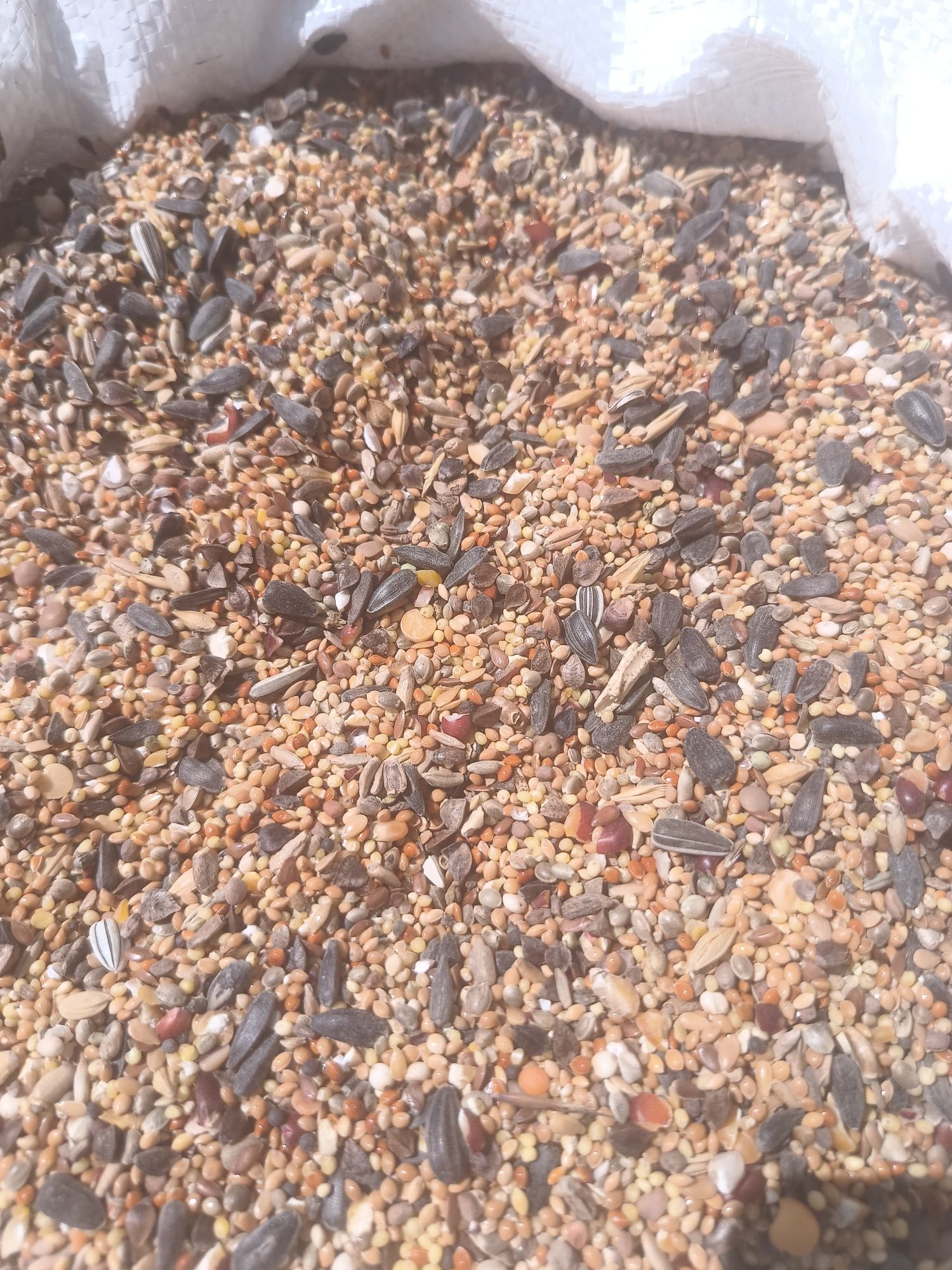 Mieszanka ziaren dla kur kurczaki papugi 25kg super cena