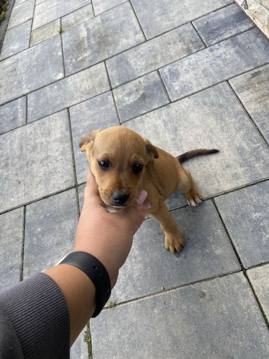 Oddam pieski, mają dwa miesiące