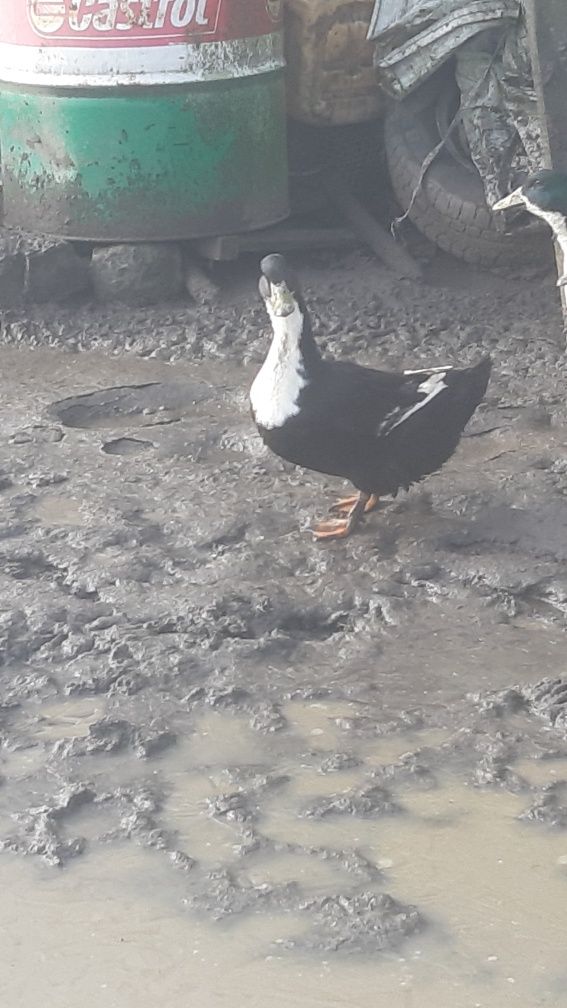 Sprzedam kaczki dworki