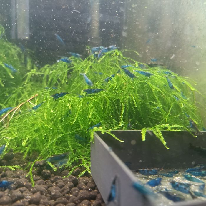 Krewetki Blue Velvet (neokarididina davidi)