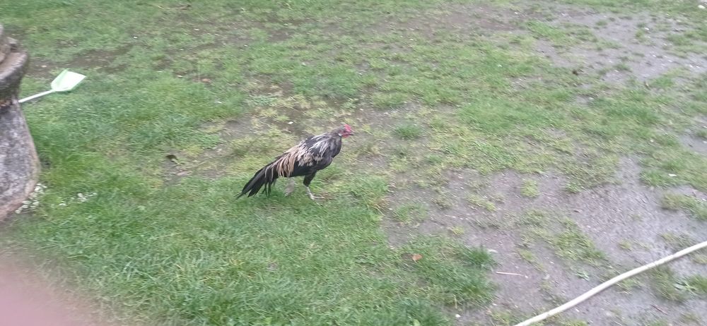 Perlik,fenix,biegus sprzedam lub zamienię