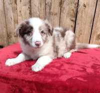 Border collie -piesek red- merle