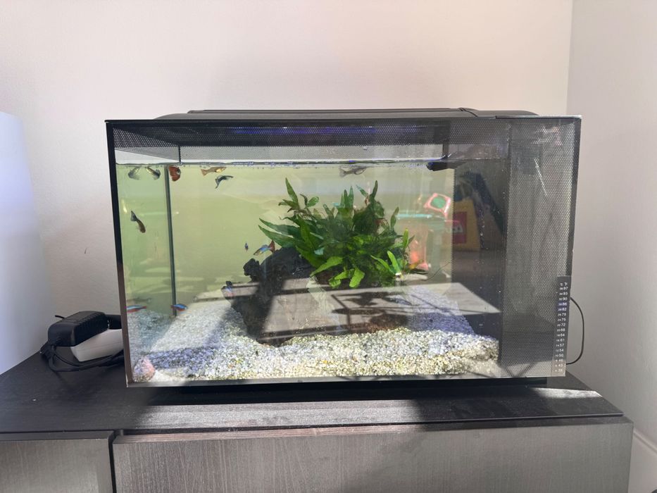 Aquário Fluval com conjunto completo e peixes