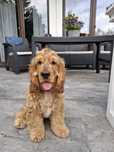 Cocker spaniel angielski