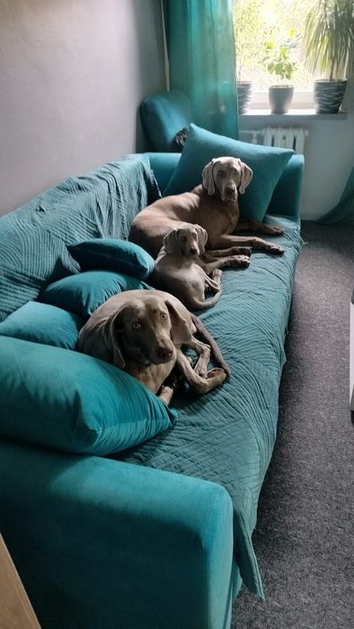 Szczenię wyżeł weimarski