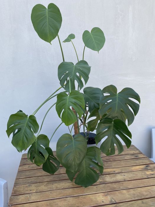 Monstera duża z doniczką