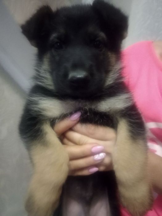 Цуценята Німецької вівчарки