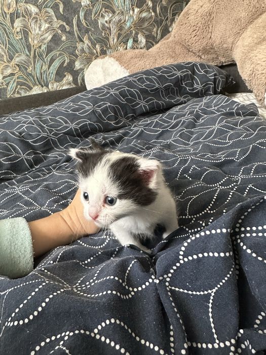 Кошеня безкоштовно