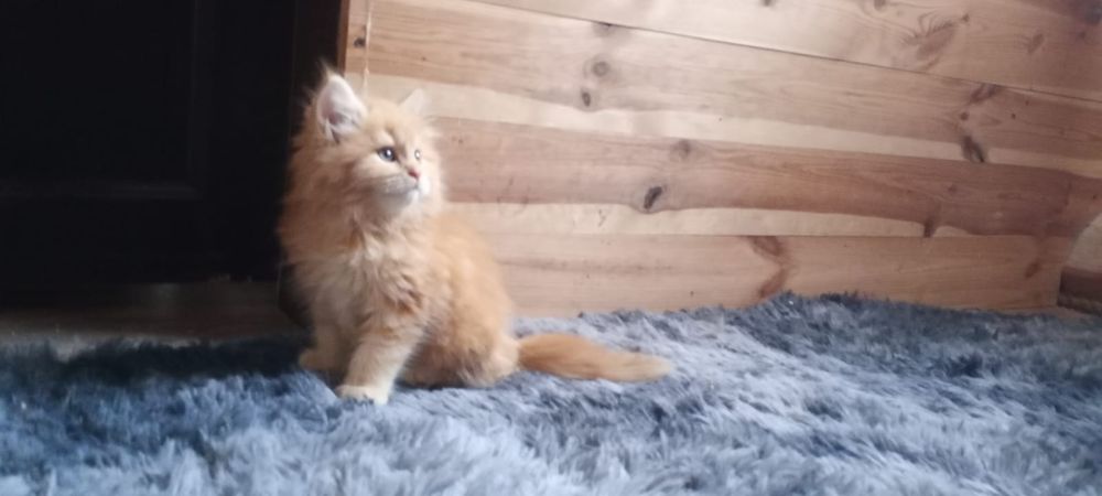 Ostatni kocurek rudy kocur maine coon z rodowodem duży kot