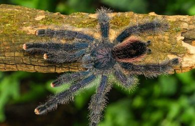 Avicularia juruensis M2 ex Peru Purple L2 pająk ptasznik avi