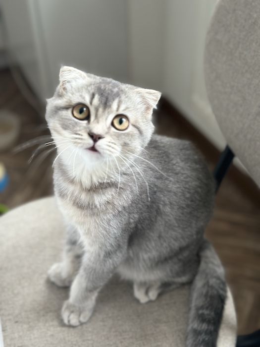 Весловуха дівчинка шотландська