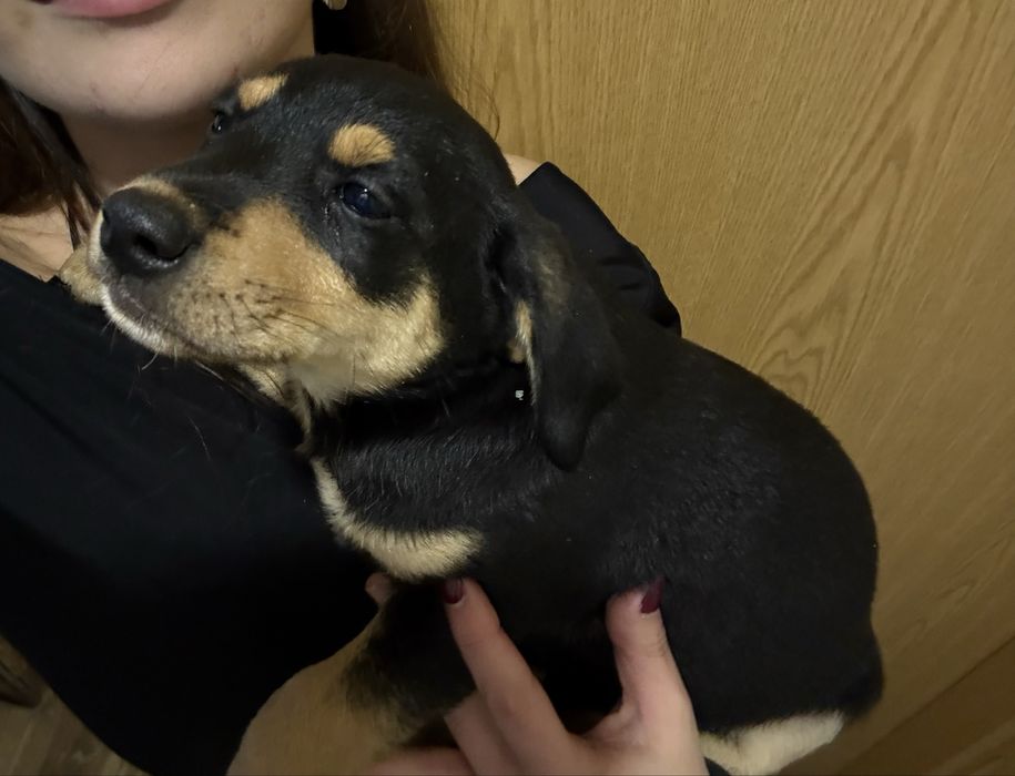 Caes bebes para adoção