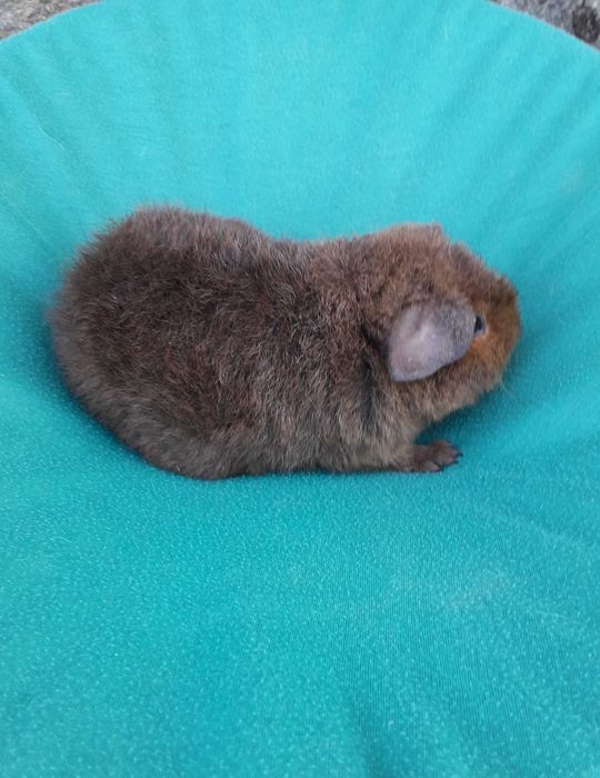 Морська свинка, Тедді
