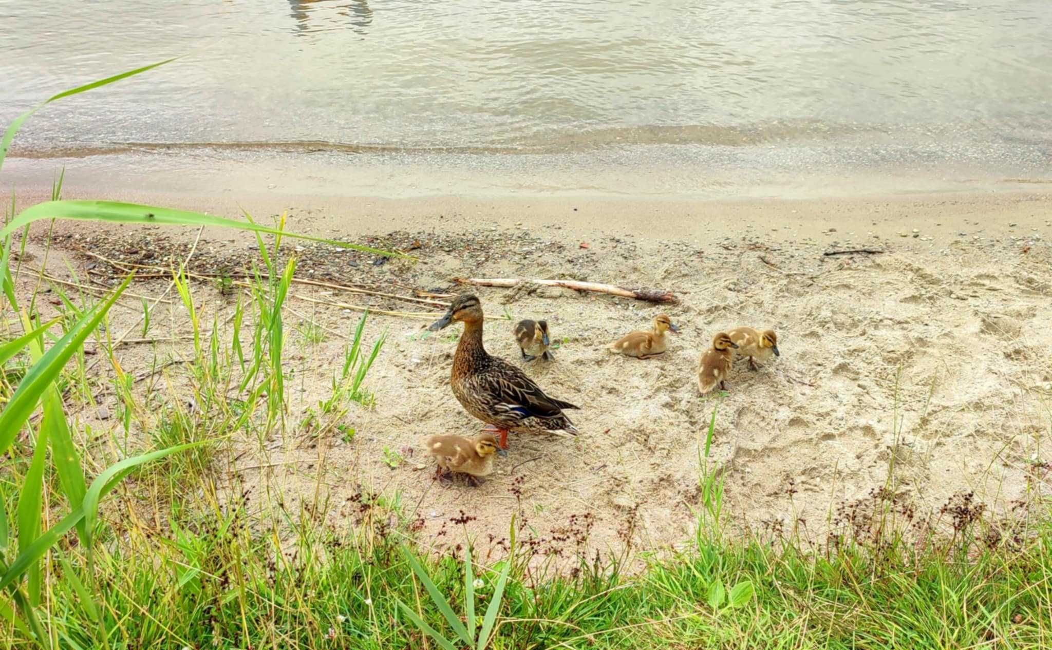 Działka z udziałem w plaży z domkiem letniskowym Mazury Uzbrojona