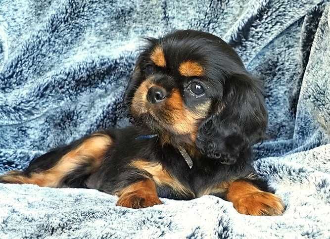 ZKwP FCI - Suczka Cavalier King Charles Spaniel