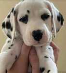 Dalmata puro # bebé #
