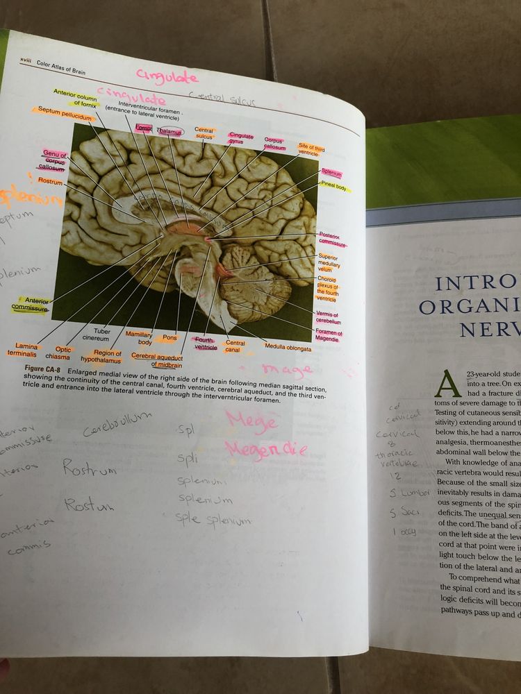 Clinical neuroanatomy podręcznik do medycyny