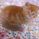 Gatinho persa muito dócil