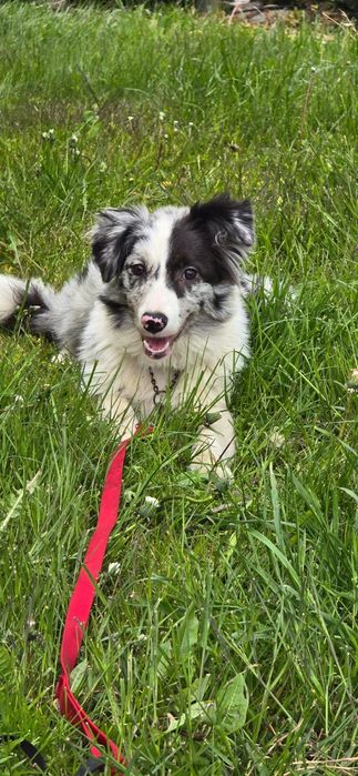 Border collie piesek