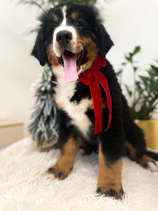 Berneński Pies Pasterski - Samiec do Odbioru