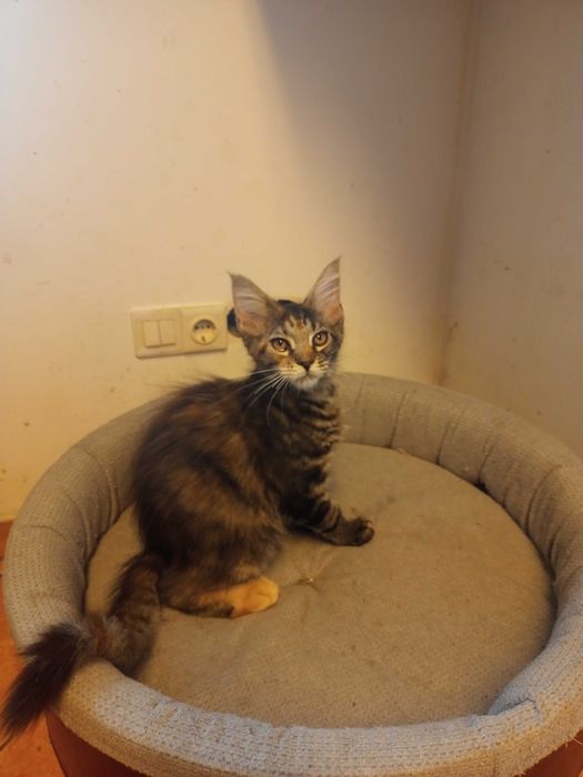 Kotka Maine Coon